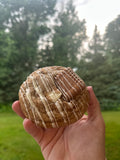 Monthly Cookie Box (12)